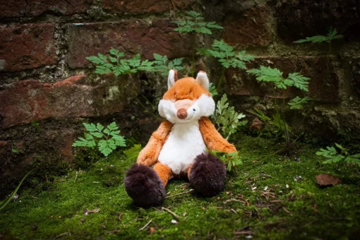 Little Fergus Fox