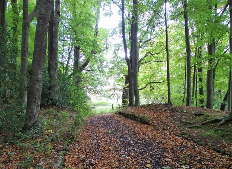Woodland Path