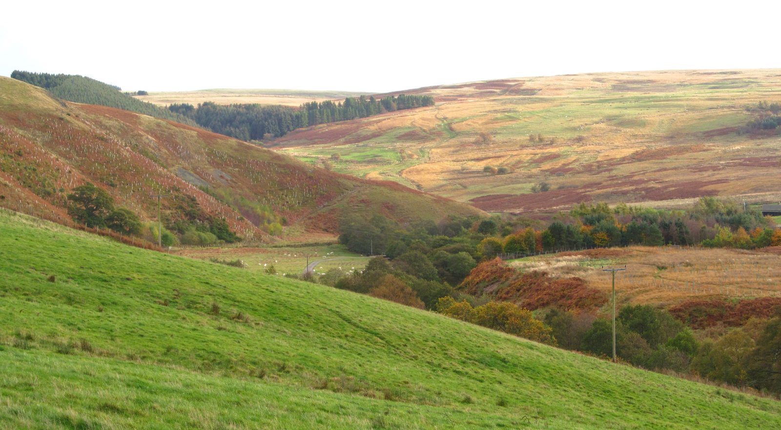 Rolling hillsides in the Breamish Valley turning russet, gold and brown, with a green pasture in the foreground and moorland on the skyline
