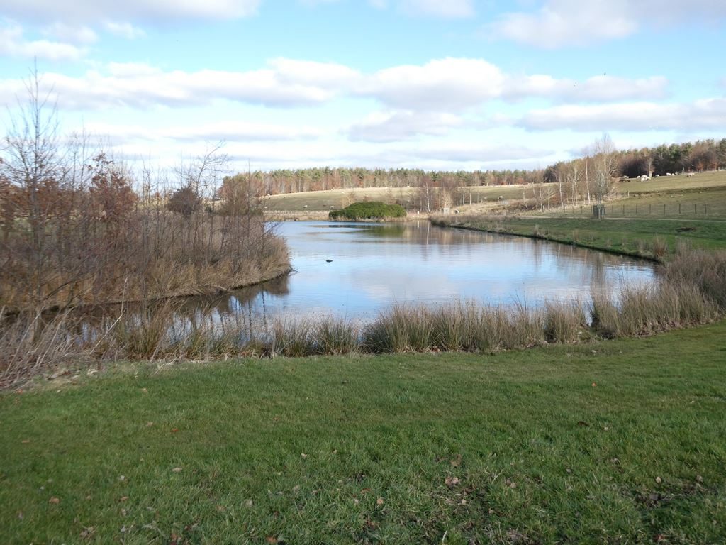 The lake at Kirkharle, fringed with reeds and bare young trees, with open grassland and woodland beyond