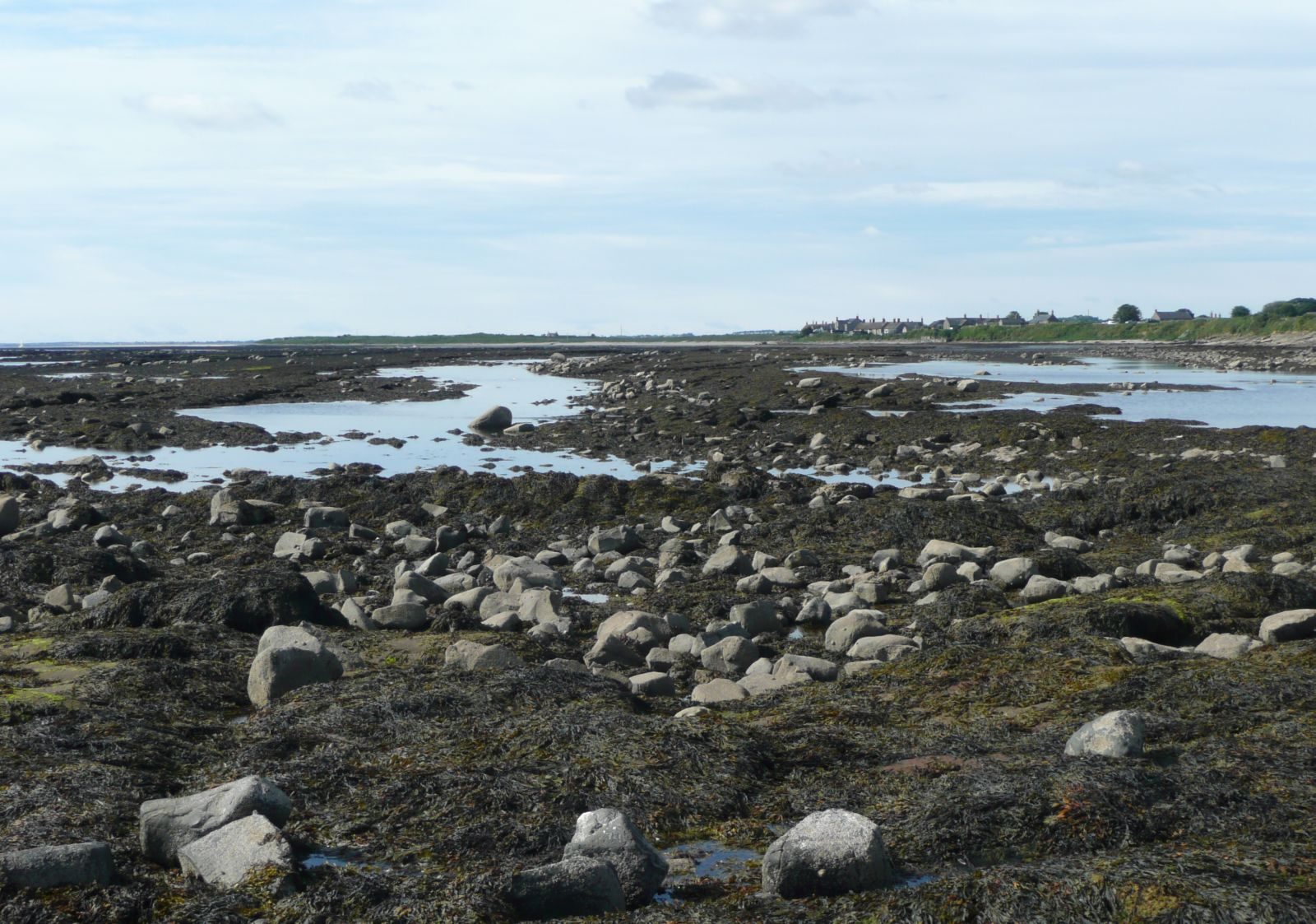 Rocky, seaweed-covered shore at Longhoughton Steel at low tide, with the sea and a line of coastal houses in the distance
