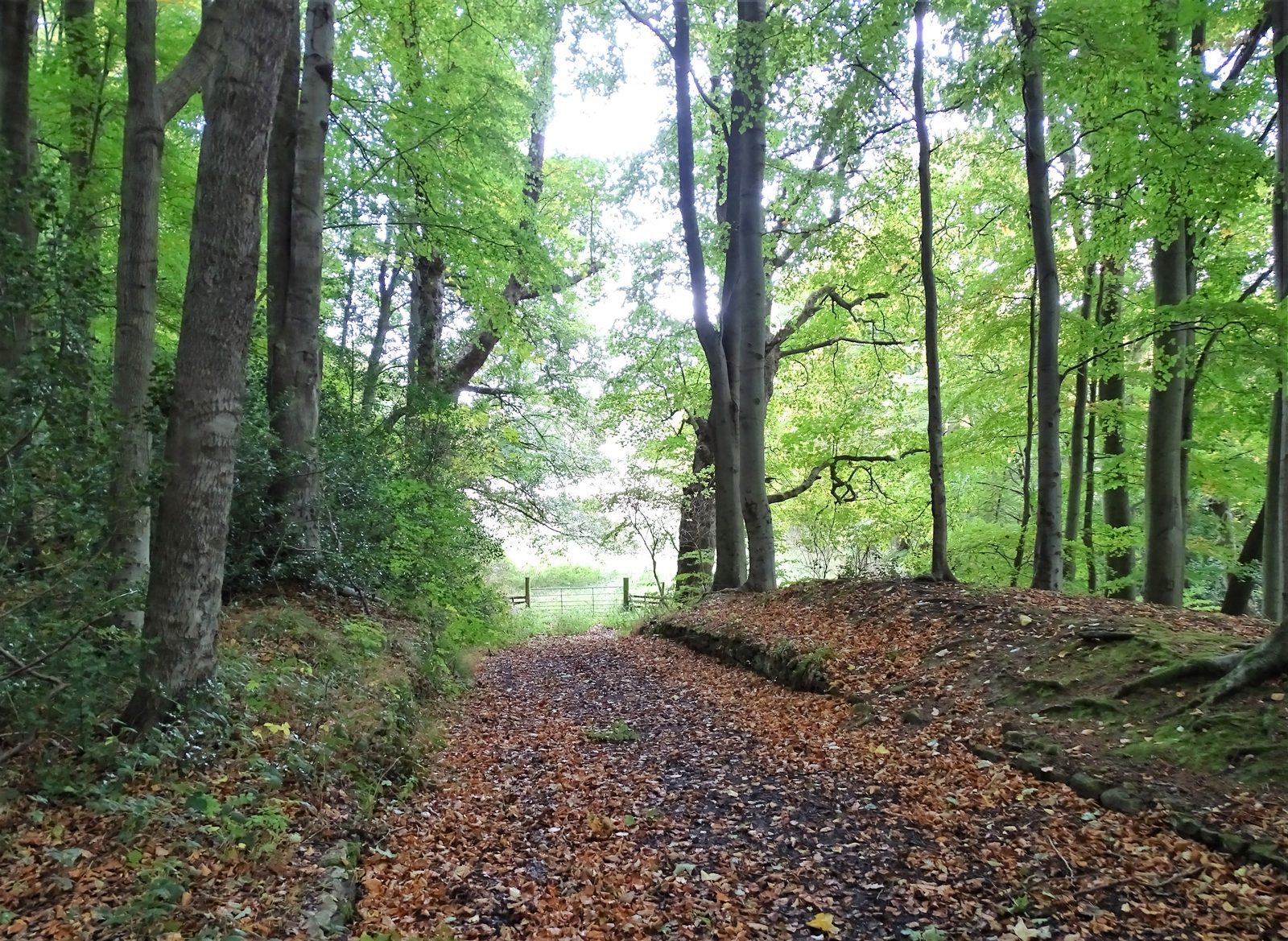 A woodland track carpeted with fallen brown leaves, running between tall beech trunks towards a gate