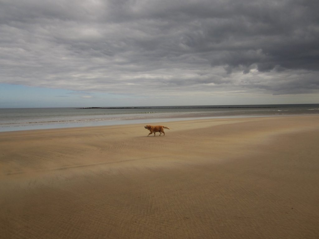 A golden retriever walking alone across the wide flat sands of Beadnell Bay