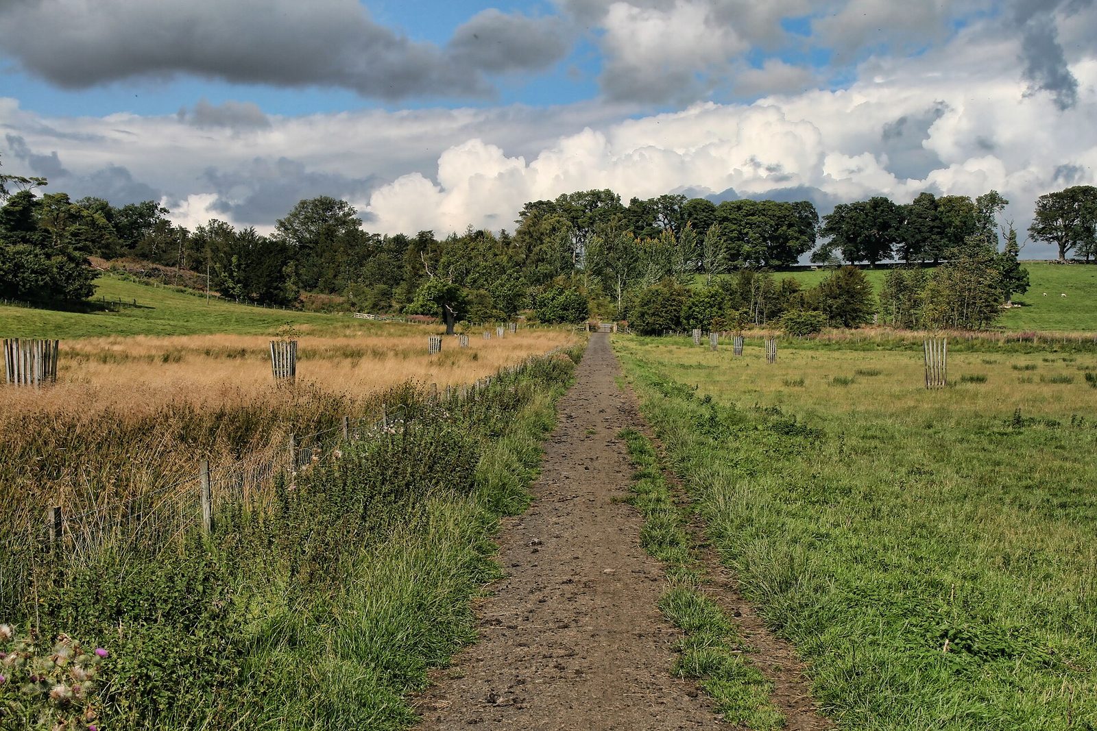 A quiet track running between meadows and hedgerows at Kirkharle under big summer clouds