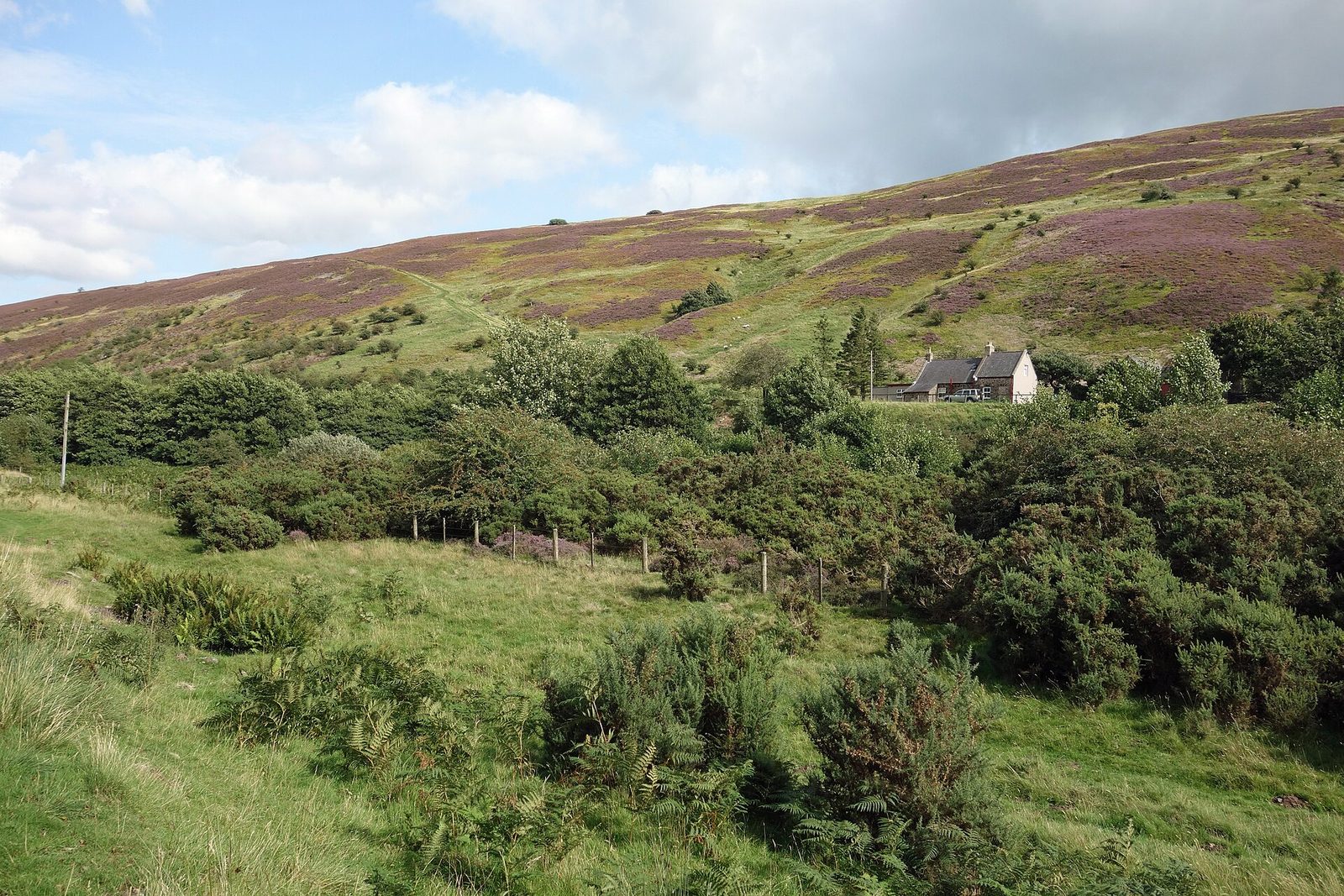 Early light on a heather-covered hillside above a stone cottage in the Coquet Valley at Holystone