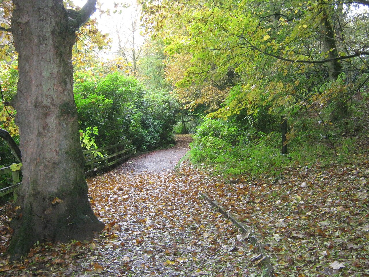 A woodland footpath through Bolam Lake Country Park, Northumberland